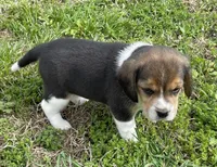 Sunshine , a female Beagle for sale in Belle, MO – Photo 2 of 2