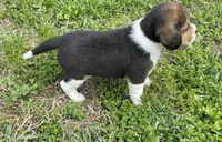 Sunshine , a female Beagle for sale in Belle, MO – Photo 1 of 2