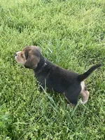 AKC Charlie, a male Beagle for sale in Belle, MO – Photo 5 of 5