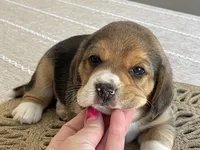 AKC Hank, a male Beagle for sale in Belle, MO – Photo 4 of 5