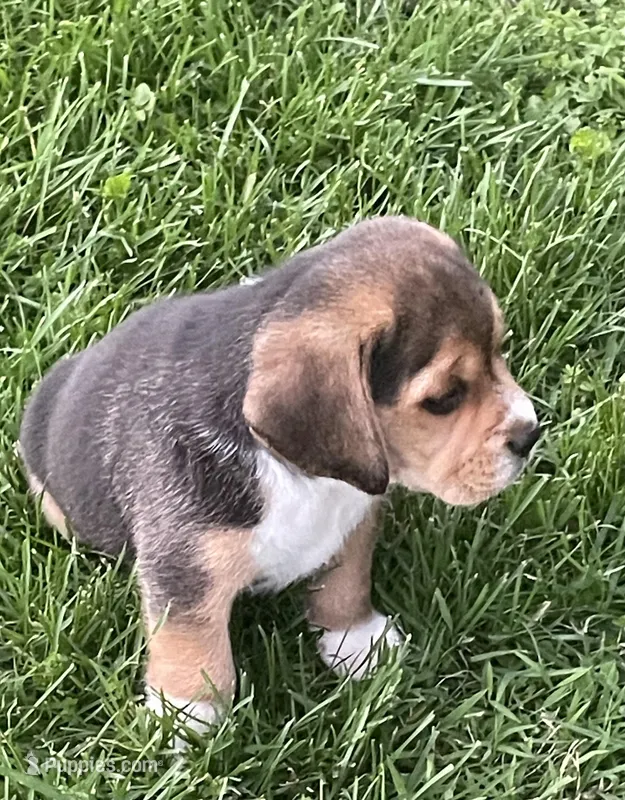 AKC Charlie – Beagle puppy for sale in Belle, MO