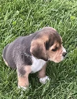AKC Charlie, a male Beagle for sale in Belle, MO – Photo 1 of 5