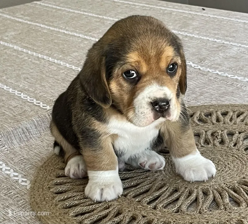AKC Hank – Beagle puppy for sale in Belle, MO