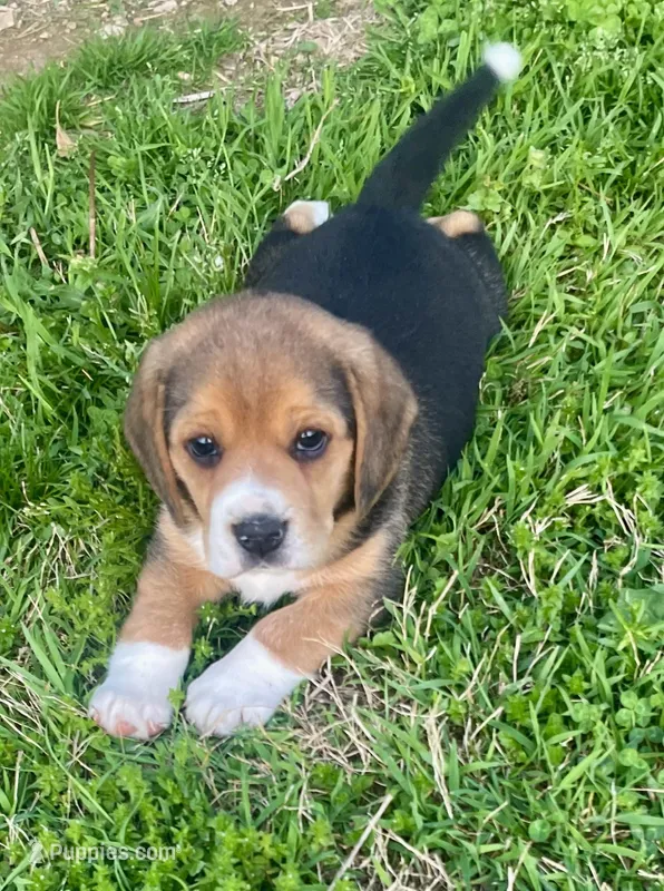 AKC Hank – Beagle puppy for sale in Belle, MO