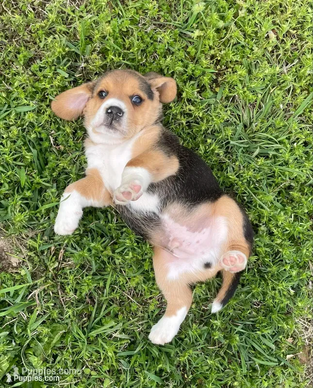 AKC Hank – Beagle puppy for sale in Belle, MO