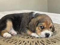 AKC Hank, a male Beagle for sale in Belle, MO – Photo 5 of 5