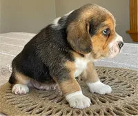 AKC Hank, a male Beagle for sale in Belle, MO – Photo 2 of 5