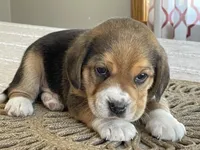 AKC Hank, a male Beagle for sale in Belle, MO – Photo 3 of 5