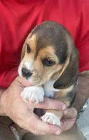 AKC Charlie, a male Beagle for sale in Belle, MO – Photo 3 of 5