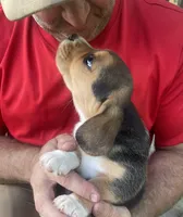 AKC Charlie, a male Beagle for sale in Belle, MO – Photo 2 of 5