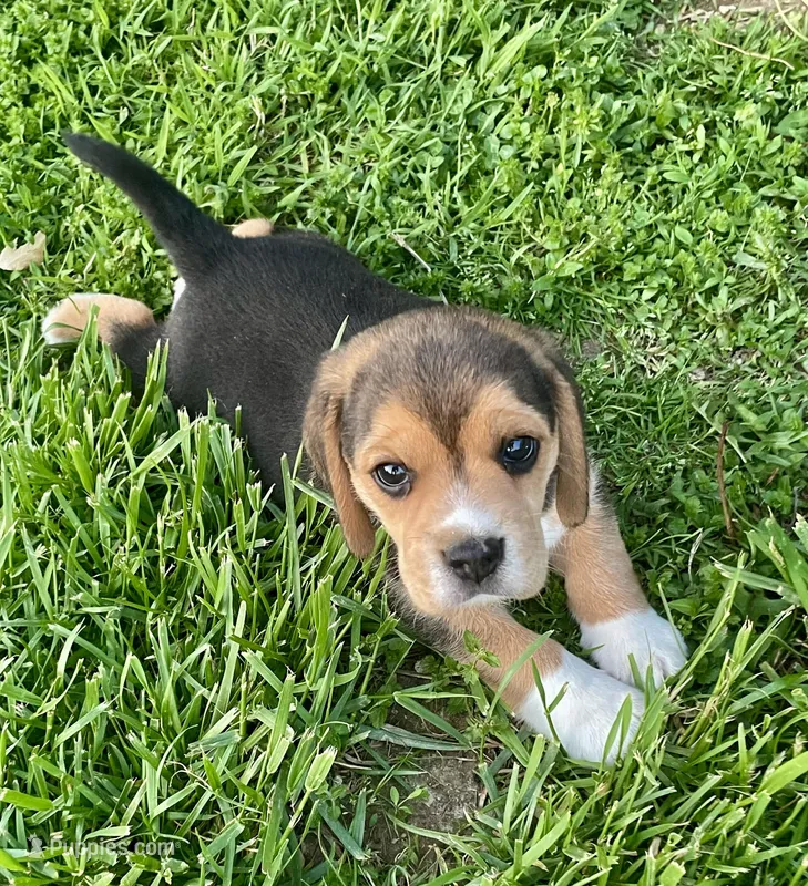 AKC Charlie – Beagle puppy for sale in Belle, MO