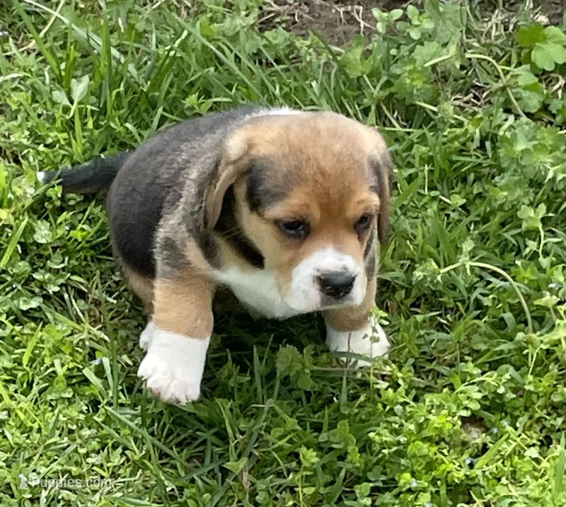 AKC Hank – Beagle puppy for sale in Belle, MO