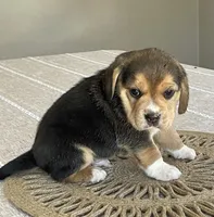 AKC Charlie , a male Beagle for sale in Belle, MO – Photo 4 of 6