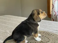 AKC Charlie , a male Beagle for sale in Belle, MO – Photo 6 of 6