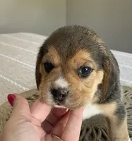 AKC Charlie , a male Beagle for sale in Belle, MO – Photo 3 of 6