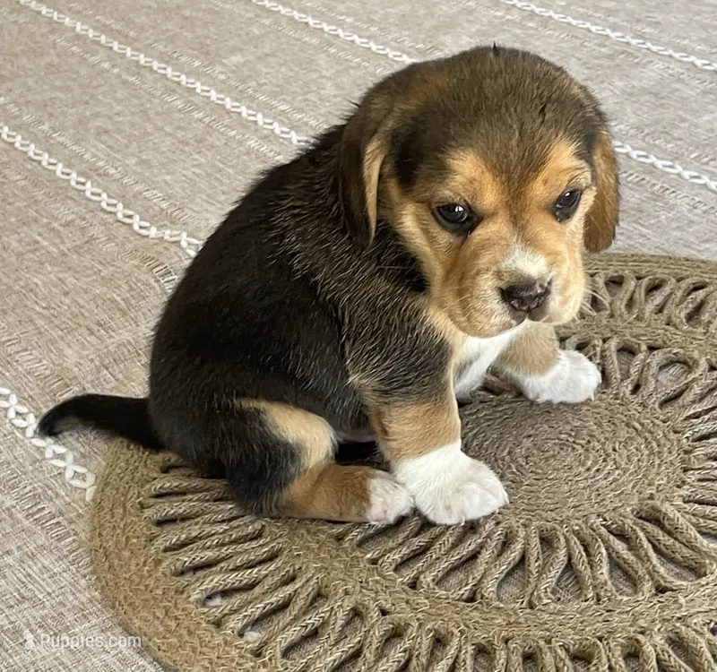 AKC Charlie  – Beagle puppy for sale in Belle, MO