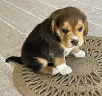 AKC Charlie , a male Beagle for sale in Belle, MO – Photo 5 of 6