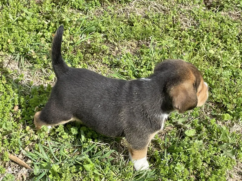 AKC Charlie  – Beagle puppy for sale in Belle, MO