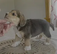 AKC Charlie , a male Beagle for sale in Belle, MO – Photo 2 of 6