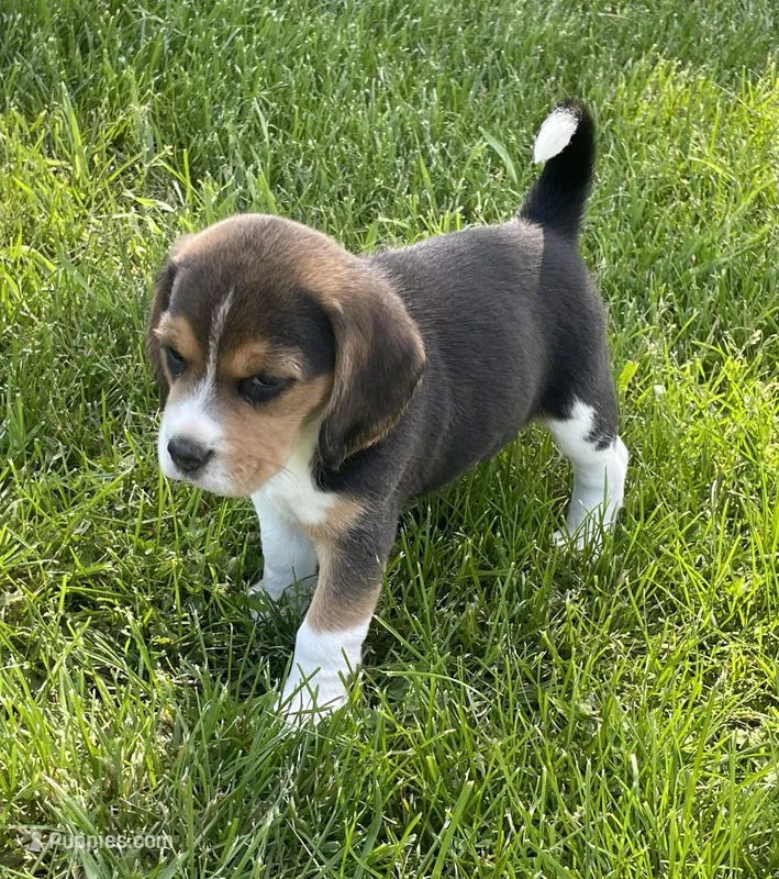 Lilly AKC – Beagle puppy for sale in Belle, MO