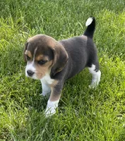 AKC Lily💗, a female Beagle for sale in Belle, MO – Photo 2 of 9