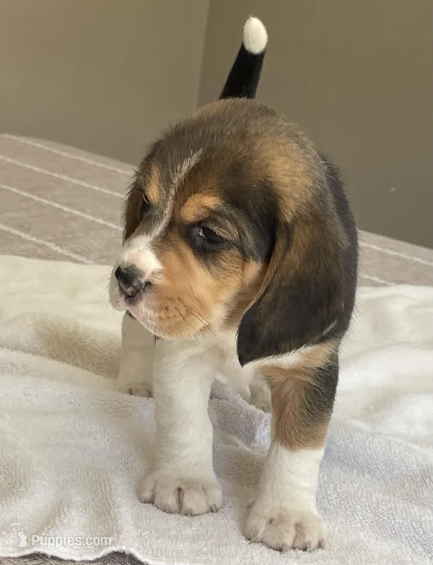 Lilly AKC – Beagle puppy for sale in Belle, MO