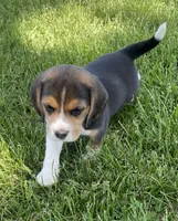 AKC Lily💗, a female Beagle for sale in Belle, MO – Photo 4 of 9