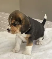 Lilly AKC, a female Beagle for sale in Belle, MO – Photo 3 of 6