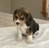 Lilly AKC, a female Beagle for sale in Belle, MO – Photo 4 of 6