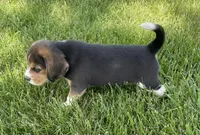 AKC Lily💗, a female Beagle for sale in Belle, MO – Photo 3 of 9