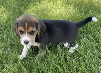 AKC Lily💗, a female Beagle for sale in Belle, MO – Photo 5 of 9