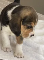 Lilly AKC, a female Beagle for sale in Belle, MO – Photo 2 of 6