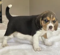 Lilly AKC, a female Beagle for sale in Belle, MO – Photo 5 of 6