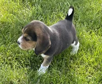 AKC Lily💗, a female Beagle for sale in Belle, MO – Photo 1 of 9