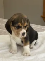 Lilly AKC, a female Beagle for sale in Belle, MO – Photo 6 of 6