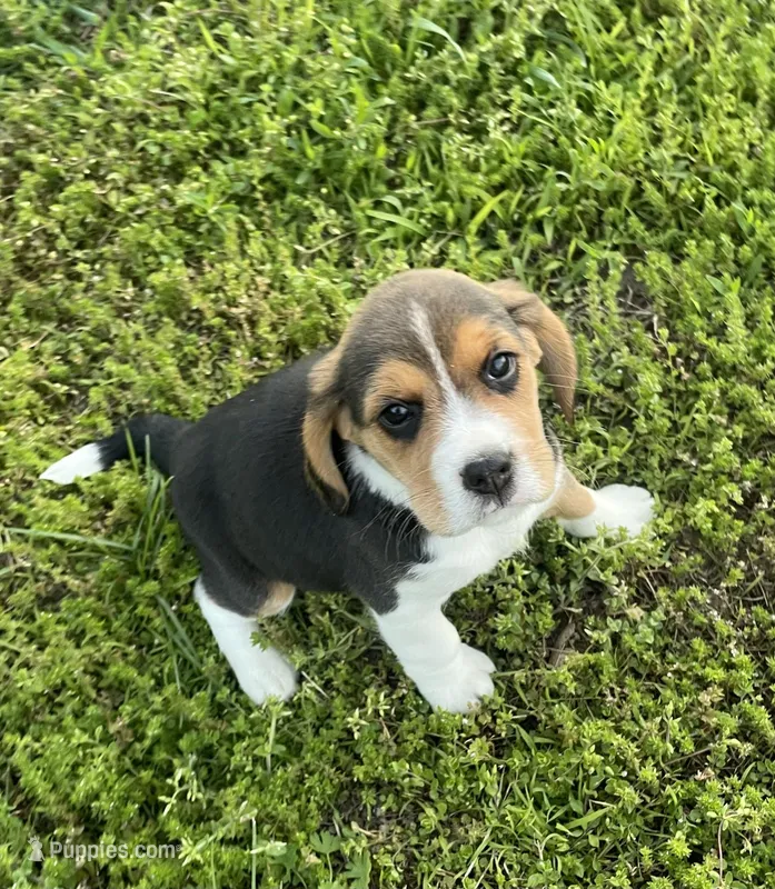 AKC Lily💗 – Beagle puppy for sale in Belle, MO