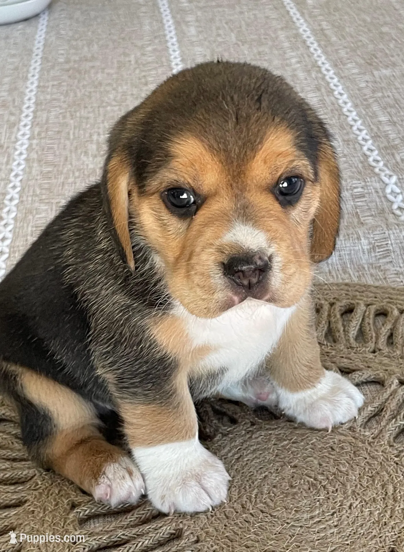 AKC Charlie , a male Beagle for sale in Belle, MO – Photo 1 of 6