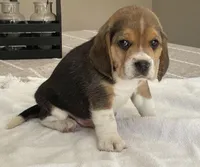 Buddy AKC, a male Beagle for sale in Belle, MO – Photo 3 of 4