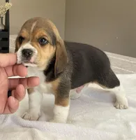 Buddy AKC, a male Beagle for sale in Belle, MO – Photo 4 of 4