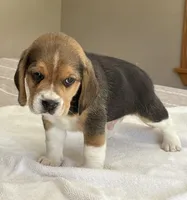 Buddy AKC, a male Beagle for sale in Belle, MO – Photo 2 of 4