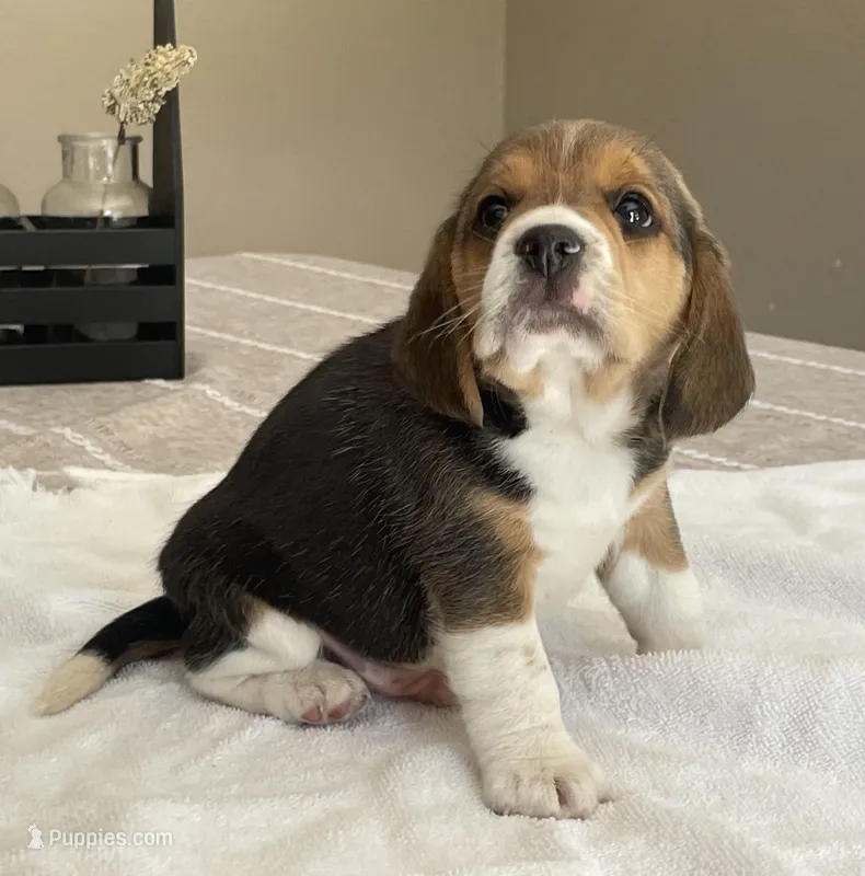 Buddy AKC – Beagle puppy for sale in Belle, MO