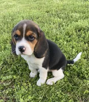 Princess AKC, a female Beagle for sale in Belle, MO – 3 of 3