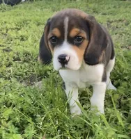 Princess AKC, a female Beagle for sale in Belle, MO – 2 of 3