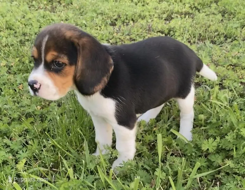 Princess AKC, a female Beagle for sale in Belle, MO – 1 of 3
