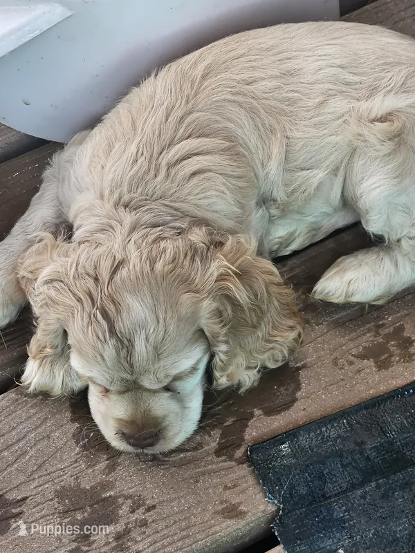 Tiny – English Cocker Spaniel puppy for sale in Sharon, KS