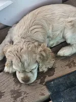 Tiny, a male English Cocker Spaniel for sale in Sharon, KS – 1 of 10