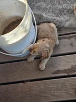 Tiny, a male English Cocker Spaniel for sale in Sharon, KS – 5 of 10
