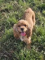 Tiny, a male English Cocker Spaniel for sale in Sharon, KS – 3 of 10