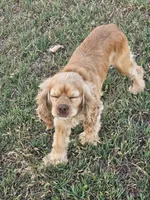 Tiny, a male English Cocker Spaniel for sale in Sharon, KS – 4 of 10