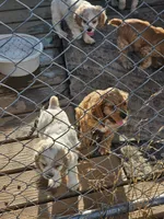 Tiny, a male English Cocker Spaniel for sale in Sharon, KS – 6 of 10